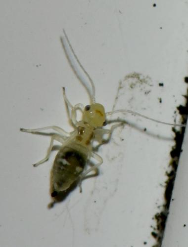 Graphopsocus cruciatus